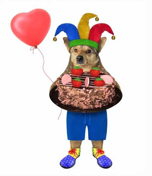 Dog clown with chocolate cake — Stock Photo, Image