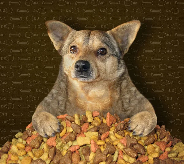 Dog near pile of dry food 2 — Stock Photo, Image