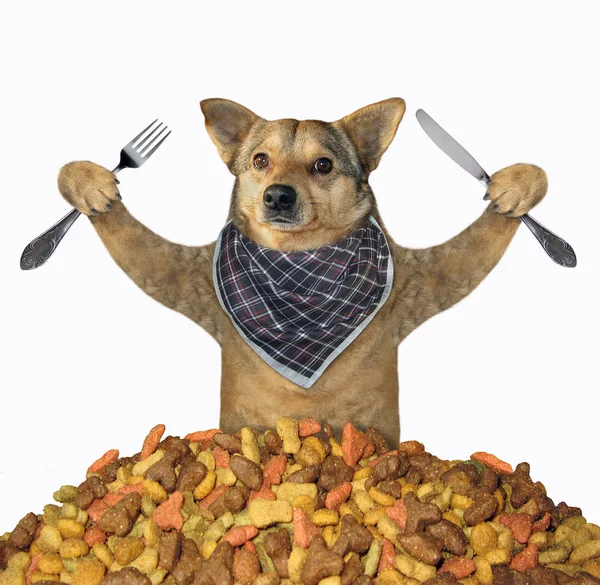 Dog eating dry food — Stock Photo, Image