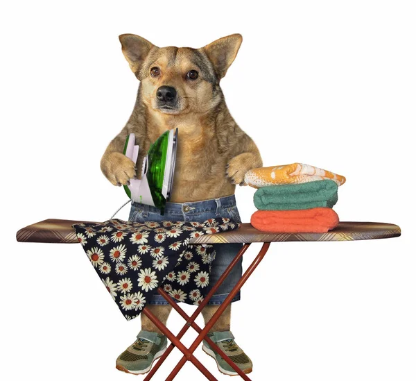 Cão dona de casa roupa de engomar — Fotografia de Stock