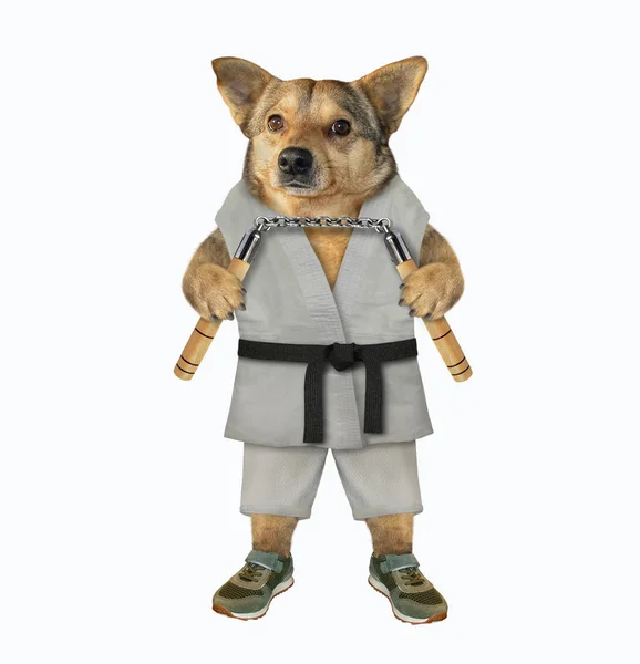 Perro en kimono con nunchuck —  Fotos de Stock