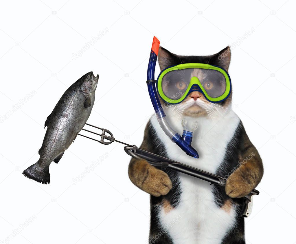 Cat underwater hunter caught fish