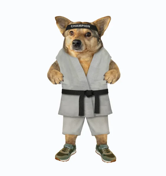 Dog karate makes exercises — Stock Photo, Image