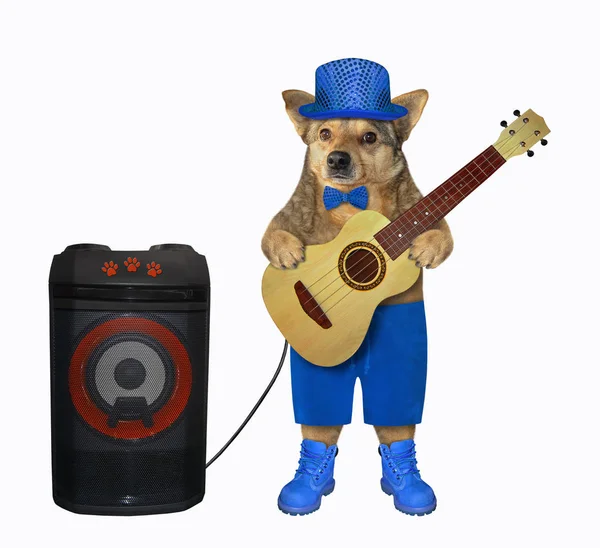 Пес в синих шортах играет на гитаре 2 — стоковое фото