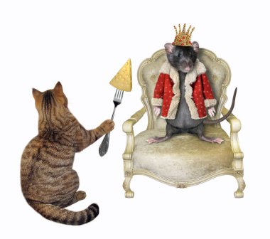 Kedi fare kralı peynirle besliyor