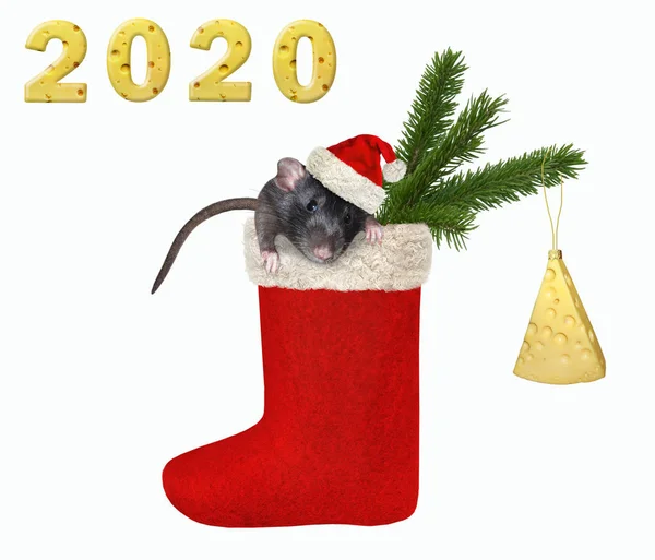 Rat dans la botte de Noël — Photo