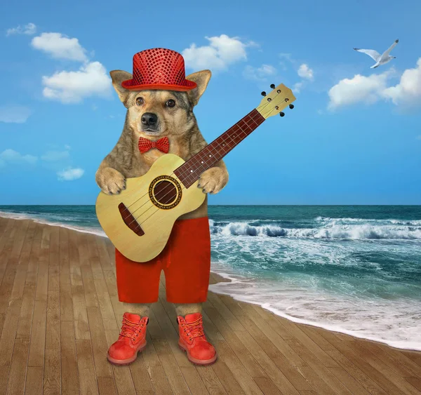 Cane in cappello rosso suona la chitarra sulla spiaggia 2 — Foto Stock