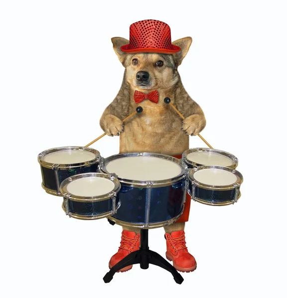 Собака в красной шляпе играет на барабанах — стоковое фото
