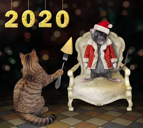Kedi Noel Baba kıyafetleri içinde fare besliyor. — Stok fotoğraf