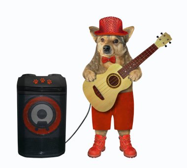 Kırmızı şortlu köpek gitar çalıyor.