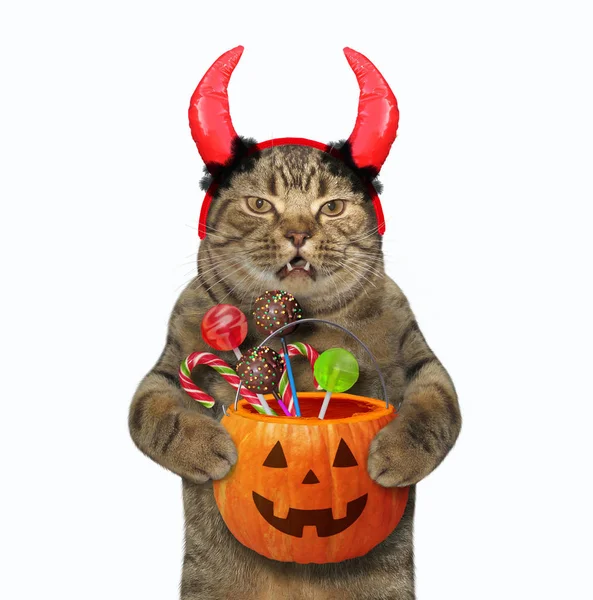 Cat with horns holds a pumpkin