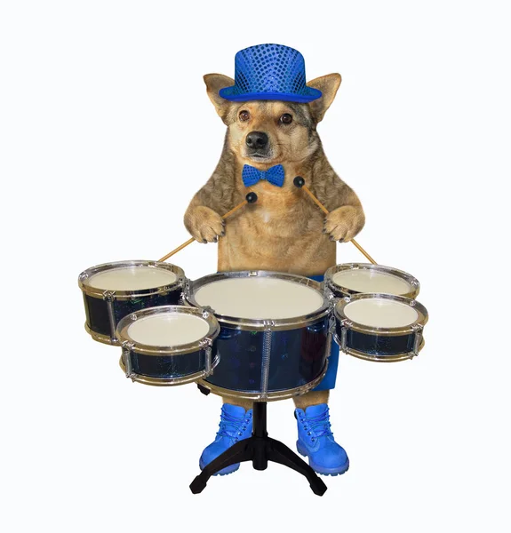 Dog in blue hat plays the drums — Stock Photo, Image
