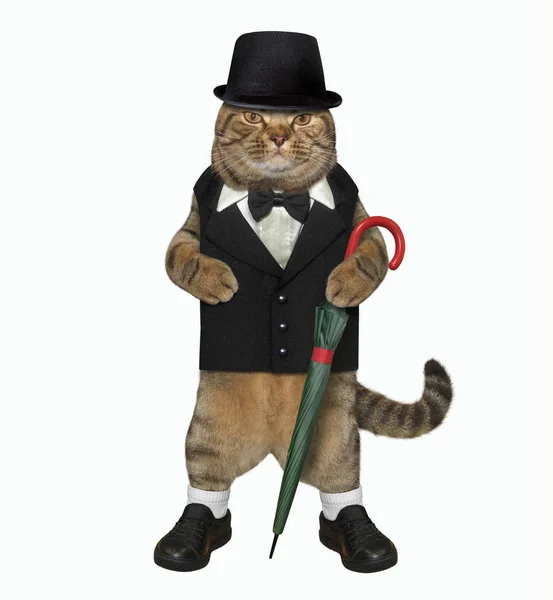 Gato cavalheiro com guarda-chuva — Fotografia de Stock