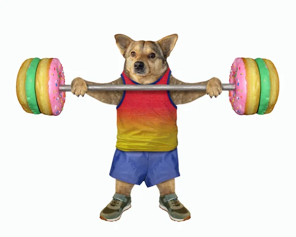 Atleta cane tiene il bilanciere da ciambelle — Foto Stock