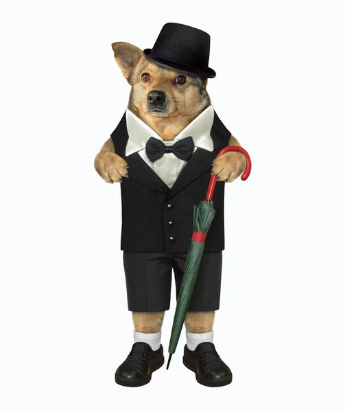 Dog gentleman with umbrella — Stock Photo, Image
