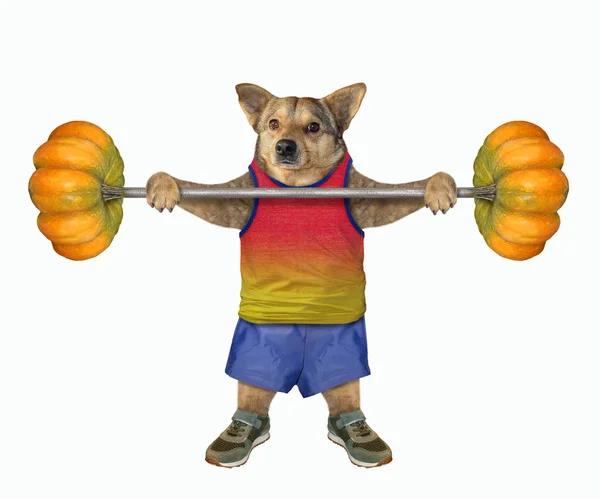 Atleta cane tiene il bilanciere da zucche — Foto Stock