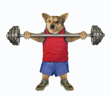 Köpek sporcusu halter 2 'yi tutuyor