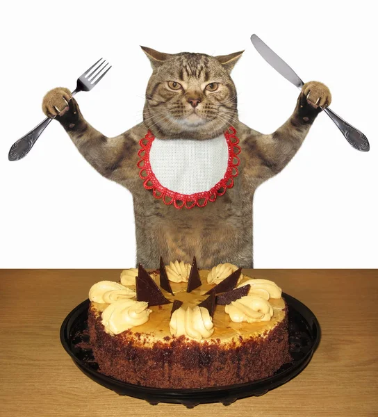 Kedi pasta yiyor. — Stok fotoğraf