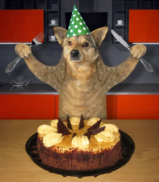 Dog eating birthday cake in kitchen