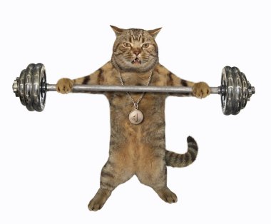 Kedi sporcusu halteri tutuyor