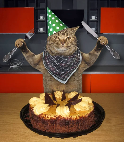 Gato comiendo pastel de cumpleaños en cocina —  Fotos de Stock