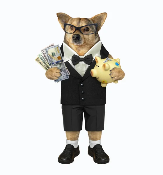 Собака держит деньги и копилку. — стоковое фото