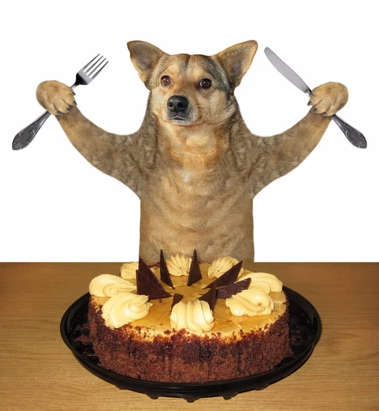 Dog eating a cake — Stock Photo, Image