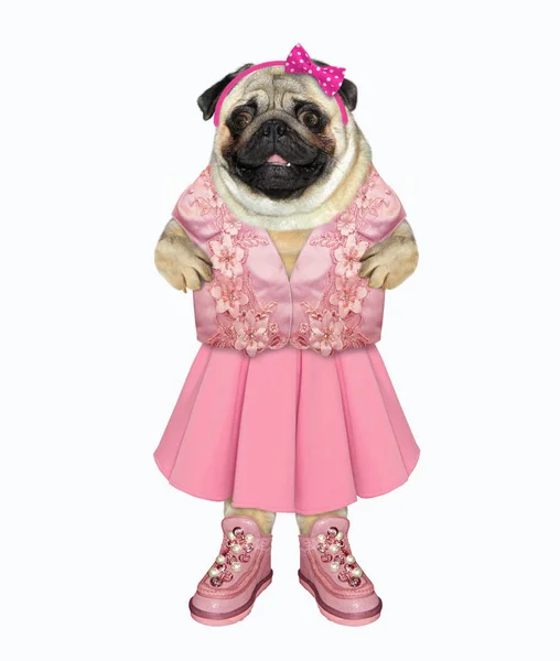 Cão em vestido rosa — Fotografia de Stock