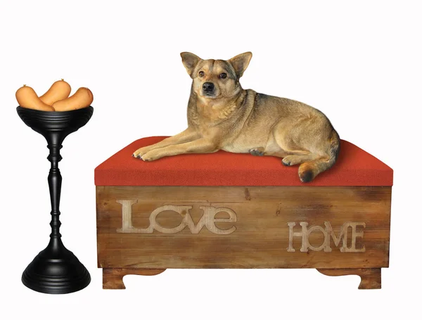 Perro se encuentra en divan rojo cerca del tazón —  Fotos de Stock