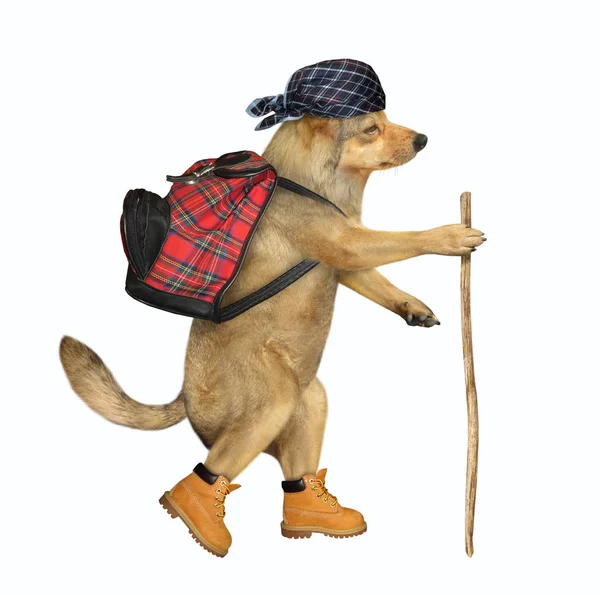 Dog tourist with backpack — Stock Photo, Image