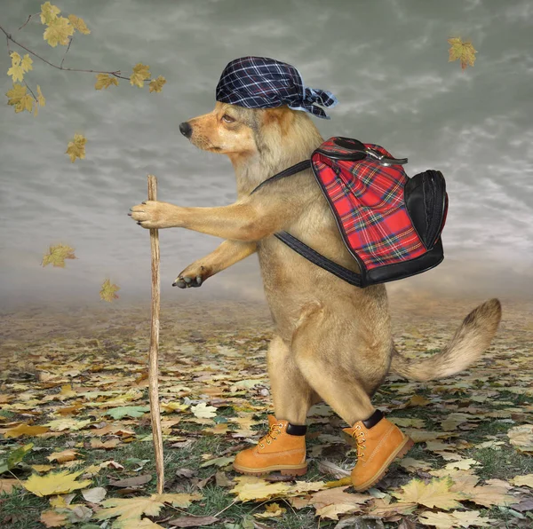 Turista cane con zaino 2 — Foto Stock