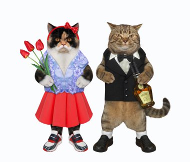 Birbirine aşık iki kedi birlikte yürür.