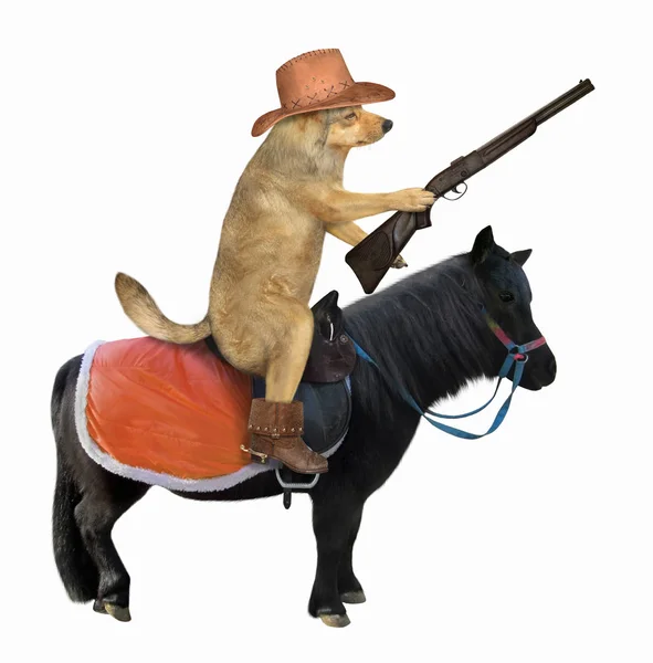 Cão cowboy no cavalo preto — Fotografia de Stock