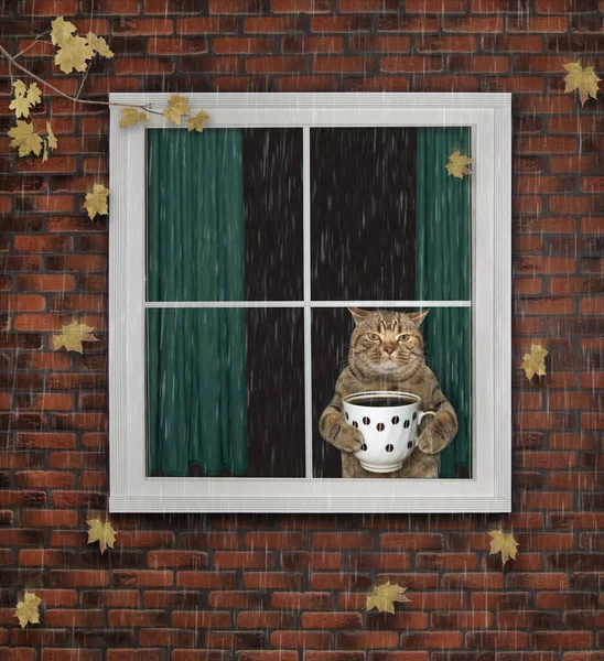 Macska kávéval néz ki az ablakon — Stock Fotó