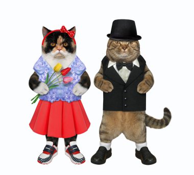Birbirine aşık iki kedi birlikte yürür.