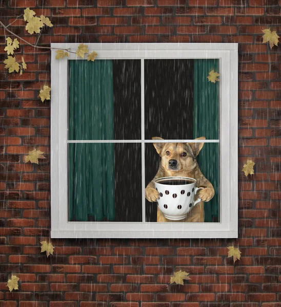 Σκύλος με καφέ κοιτάζει έξω από το παράθυρο — Φωτογραφία Αρχείου