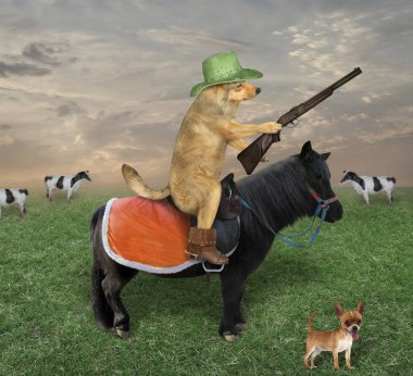 Siyah atlı köpek inekleri otlatıyor.