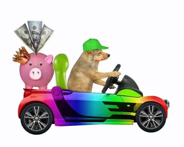 Hond in regenboog auto met spaarvarken — Stockfoto