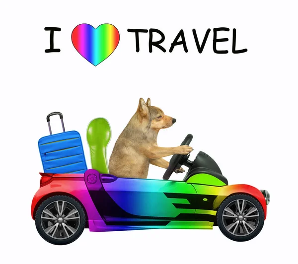 Dog in rainbow car with suitcase 2