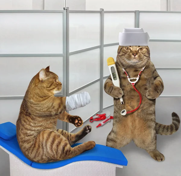 Cat veteriner randevusu 2 'de.