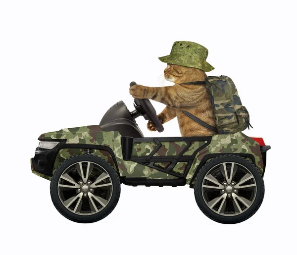 Cat drives military suv — Stock Photo, Image