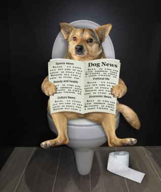 Tuvalette gazetesi olan bir köpek.