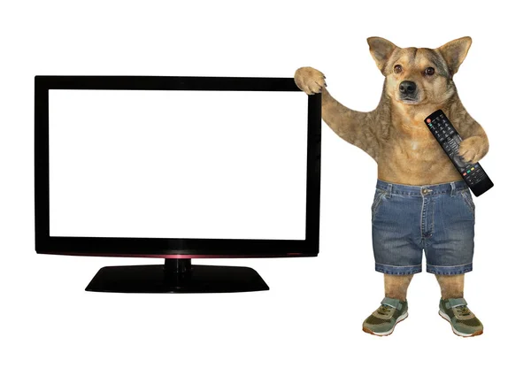 Cão com controle remoto perto da tv — Fotografia de Stock