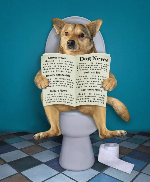 Perro con periódico en el baño — Foto de Stock