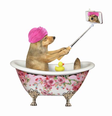 Köpek banyoda özçekim yapıyor.