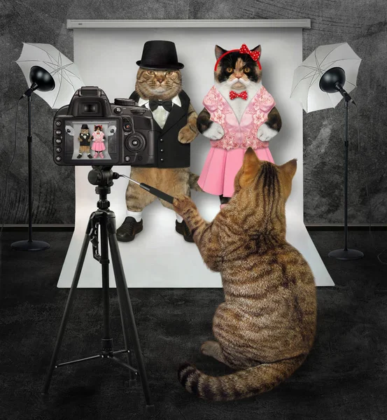 Katze macht Foto von verliebtem Paar — Stockfoto