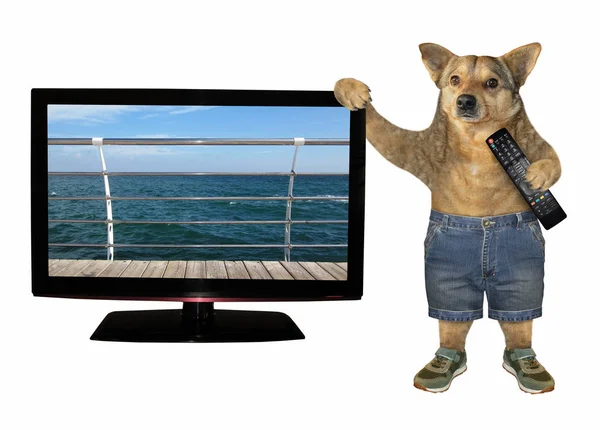 Cão com controle remoto perto da tv 2 — Fotografia de Stock