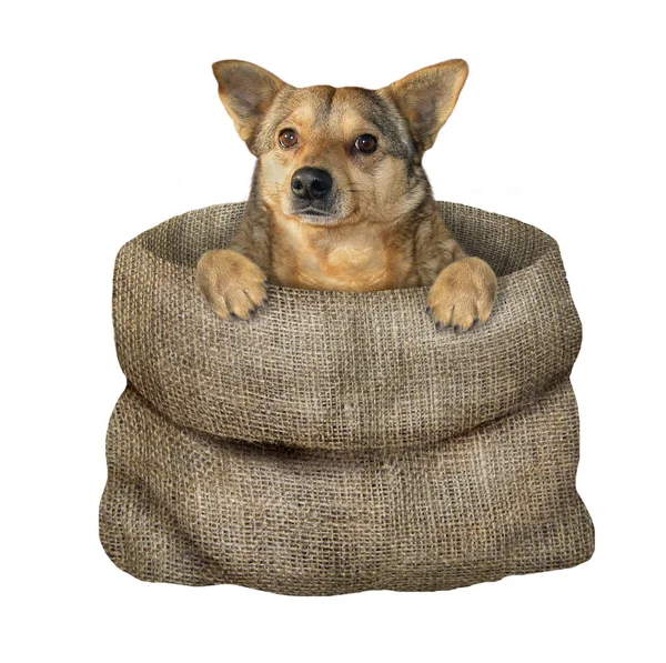 Hund im Sack — Stockfoto