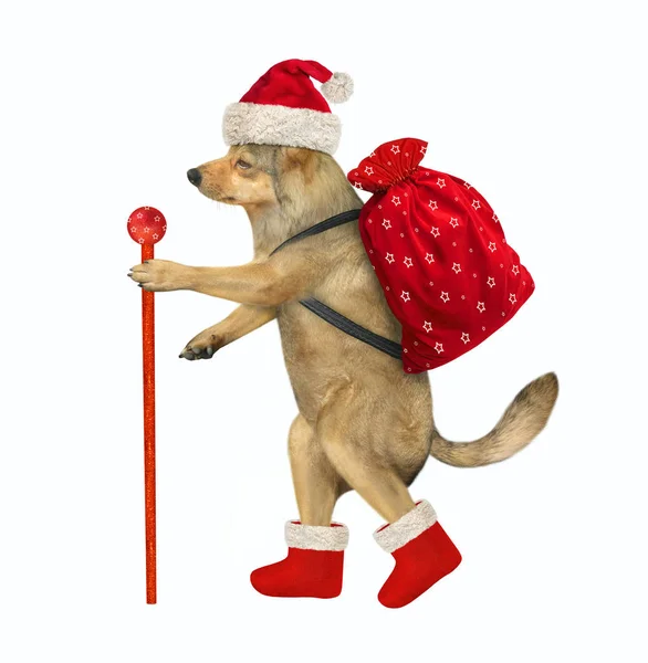 Perro en sombrero de Santa Claus con palo — Foto de Stock