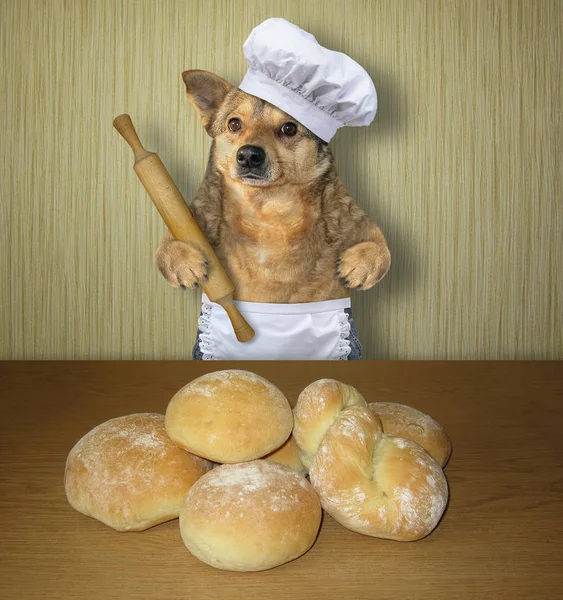 Cão padeiro fez pão 2 — Fotografia de Stock